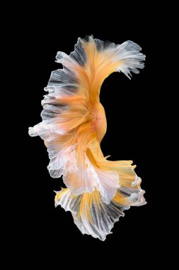 Daha iyi balık, Siyam mücadele balık sanat hareketinin kapatın