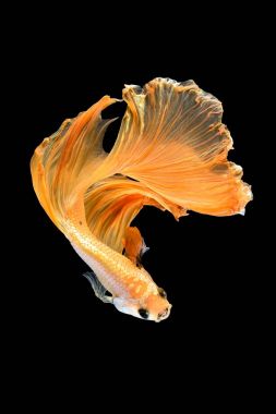 Daha iyi balık, Siyam mücadele balık sanat hareketinin kapatın