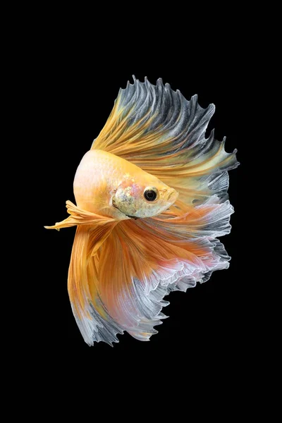 Daha iyi balık, Siyam mücadele balık sanat hareketinin kapatın — Stok fotoğraf
