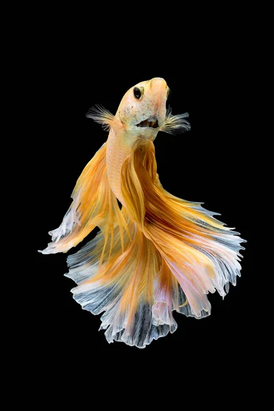 クローズ アップ、シャムの戦いの魚の Betta の魚の芸術運動 — ストック写真