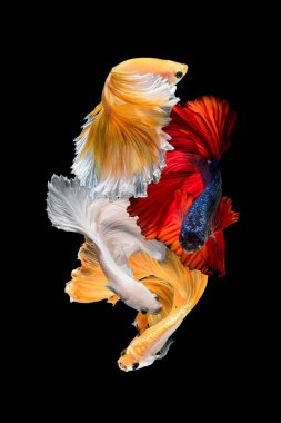 Close up art movement of Betta fish,Siamese fighting fish clipart