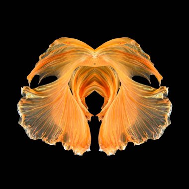 Soyut sanat balık kuyruğu serbest form daha iyi balık veya Siyam mücadele balık siyah arka plan üzerine izole.