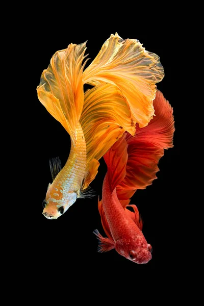 Gros plan mouvement d'art de poissons Betta, poissons de combat siamois — Photo