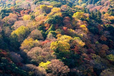 Güzel doğa renkli ağaç Arashiyama, dağda sonbahar sezonunda Kyoto, Japonya'nın yaprak.