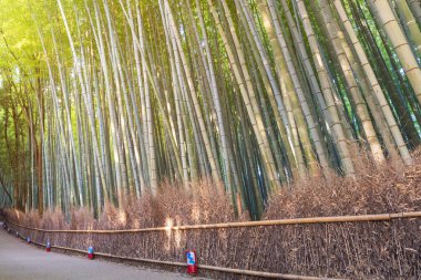 Güzel doğa bambu grove Sonbahar sezonu, Arashiyama Kyoto, Japonya.
