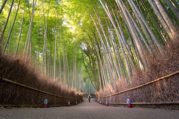 Bela natureza bosque de bambu na temporada de outono em Arashiyama em Kyoto, Japão . — Fotografia de Stock