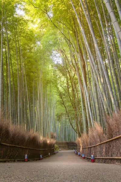 Bela natureza bosque de bambu na temporada de outono em Arashiyama em Kyoto, Japão . — Fotografia de Stock