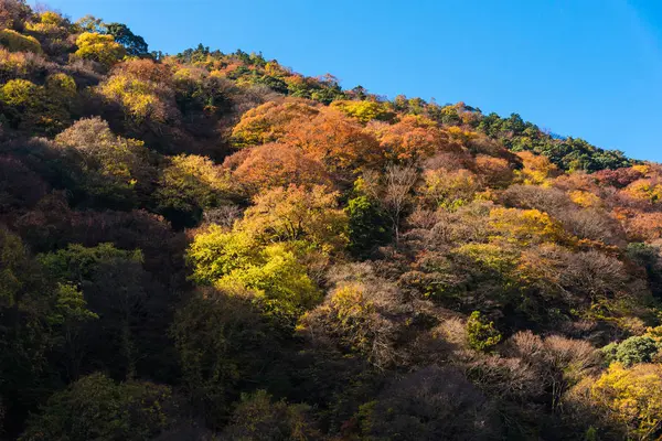 Schöne natur bunte baumblätter auf dem berg bei arashiyama in der herbstsaison in kyoto, japan — Stockfoto