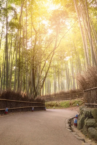 Bela natureza floresta de bambu na temporada de outono em Arashiyama em Kyoto, Japão . — Fotografia de Stock
