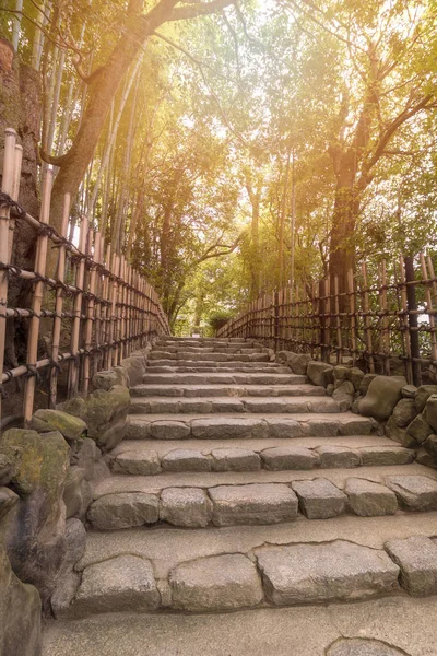 Красивий природний бамбуковий гай в осінній сезон в японському саду дзен — стокове фото