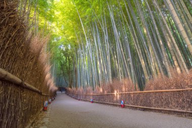 Güzel doğa bambu orman sonbahar sezonu, Arashiyama Kyoto, Japonya.