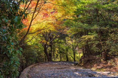 Arashiyama, Kyoto, Japonya için güzel doğa sonbahar sezonu