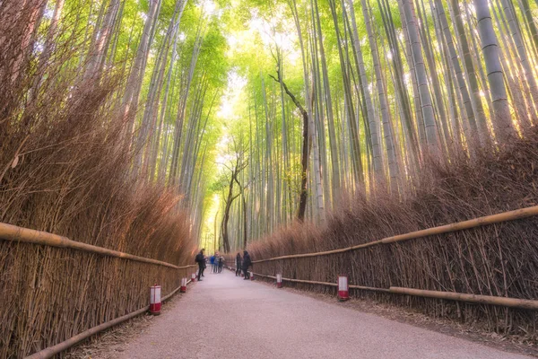 Bela natureza bosques de bambu na temporada de outono em Arashiyama em Kyoto, Japão. — Fotografia de Stock