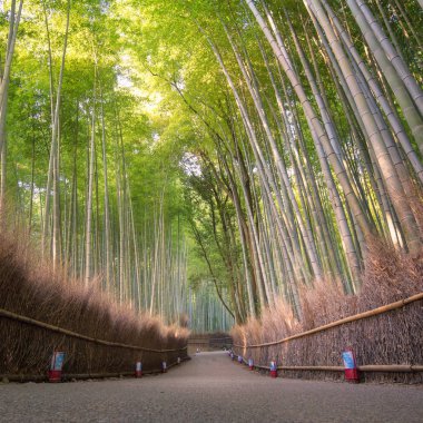 Güzel doğa bambu orman sonbahar sezonu, Arashiyama Kyoto, Japonya.