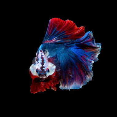 Beta balığının veya Siyam savaşan balıklarının siyah arka planda izole edilmiş sanat hareketlerini kapat