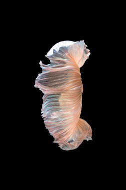 Beta balığının veya Siyam savaşan balıklarının siyah arka planda izole edilmiş sanat hareketlerini kapat