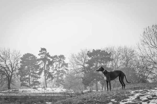 Een Prachtige Greyhound Ontspannen Een Heuvel Van Een Park Omgeven — Stockfoto