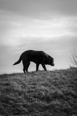 Siyah labrador retriever kırsal bir parkta kışın bir tepe üzerinde yürüyor.