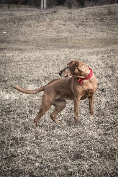 Beautiful Dog Being Called Good Boy Park Countryside — Stock Photo, Image