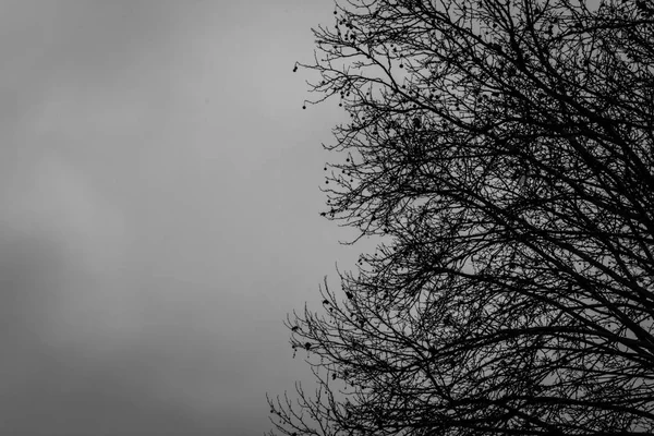 Силуэт Дерева Зимой — стоковое фото