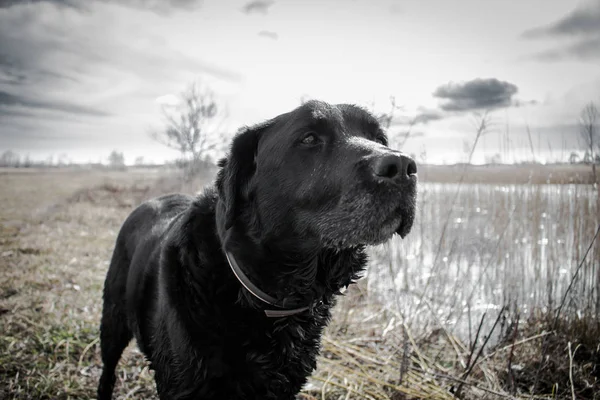 Siyah Köpek Manzara Izlerken — Stok fotoğraf