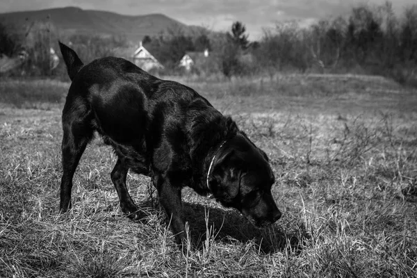Black dog sniffing in a park black and white.