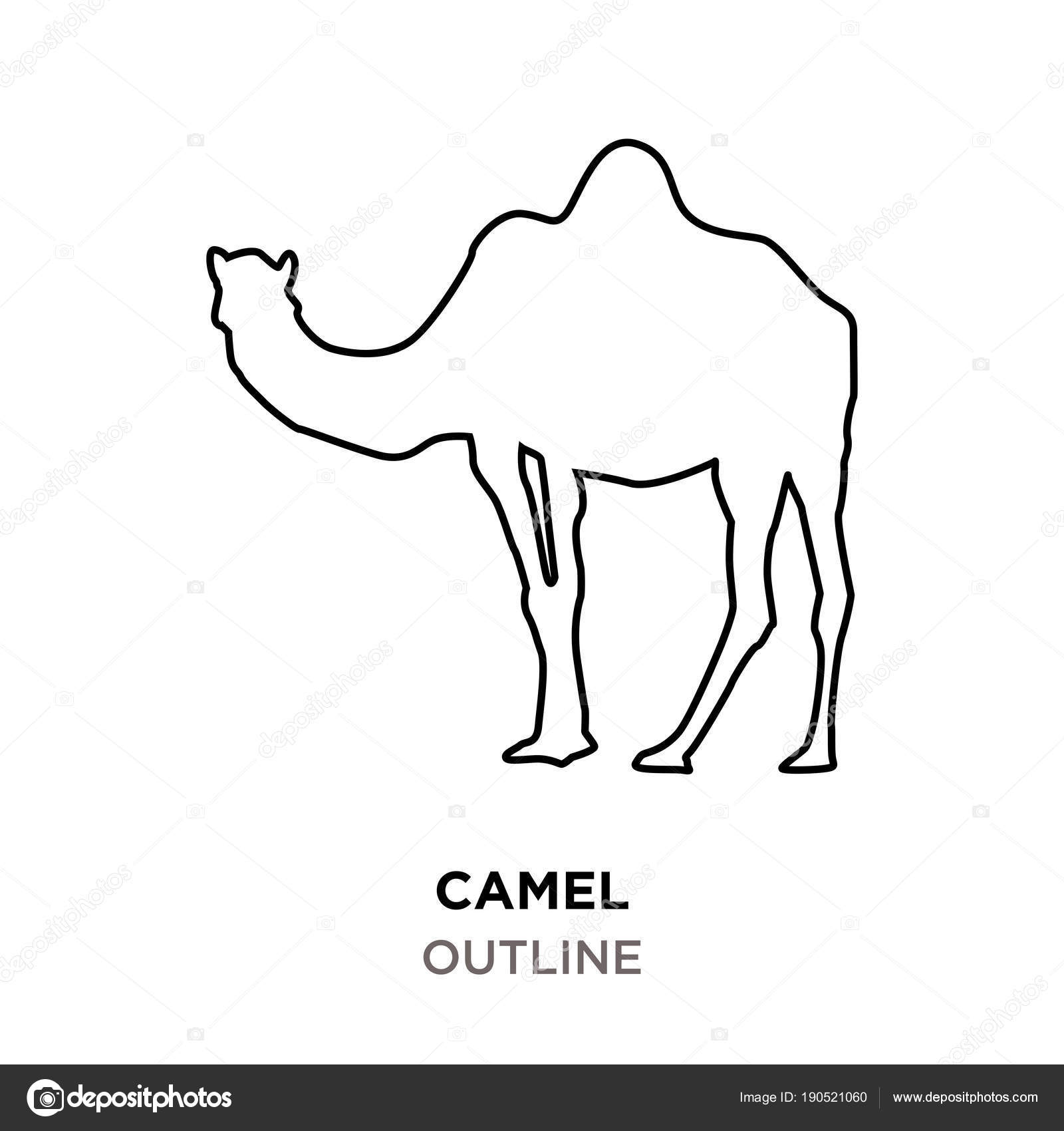 Camel outline on white background — Stock Vector © vectorgalaxy #190521060
