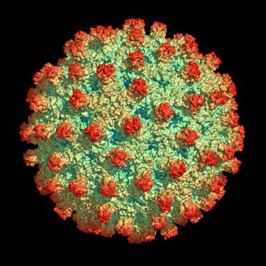 Hepatit B virüs parçacık
