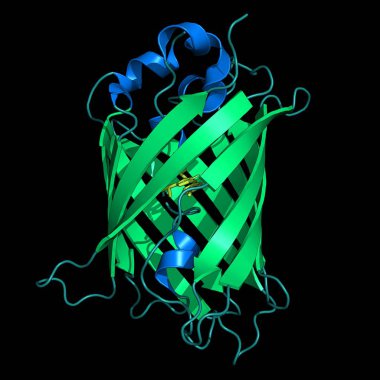GFP - yeşil flüoresan protein