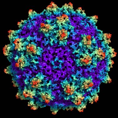 Adenovirus parçacık gösterimi