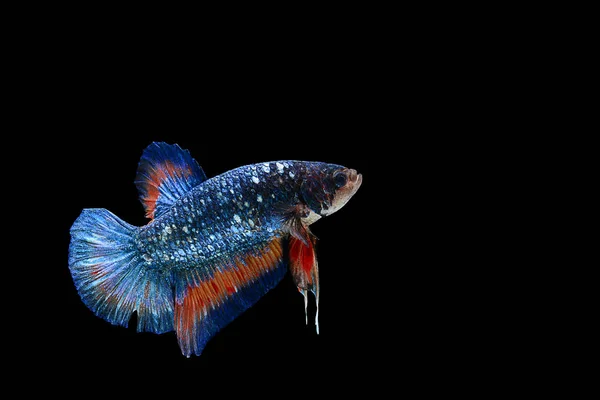 Figthing fish on black background — Stock Photo, Image