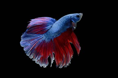 Figthing balık siyah arka plan üzerine