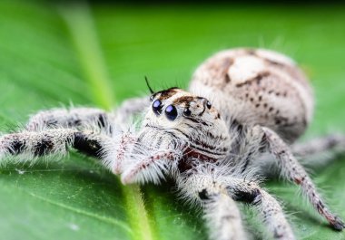 yeşil yaprak örümcek atlama
