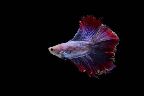 Figthing fish on black background — Stock Photo, Image