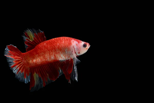 Figthing fish on black background — Stock Photo, Image