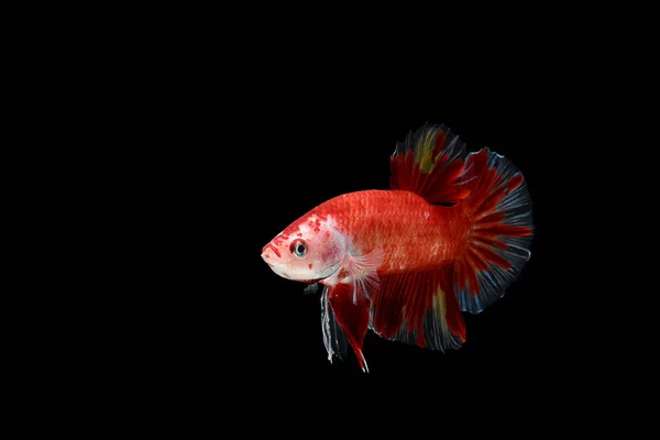 Figthing fish on black background — Stock Photo, Image