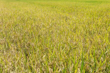 Pirinç hasat için hazır pirinç alan Olgun