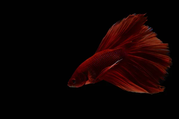 Figthing fish on black background — Stock Photo, Image