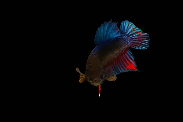 Poisson de combat coloré isolé sur fond noir — Photo