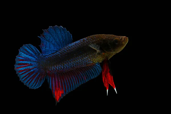 검은 배경에 고립 된 다채로운 전투 물고기 — 스톡 사진