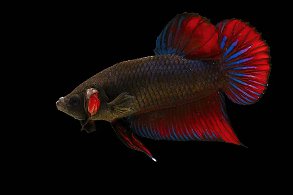 Изолированная красочная боевая рыба на черном фоне — стоковое фото