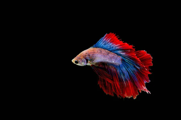 Isolated colorful fighting fish on black background — Stock Photo, Image