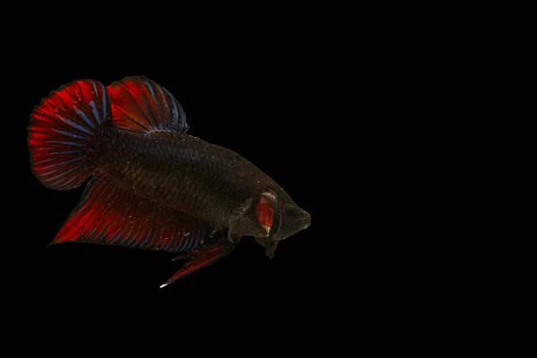 Isolated colorful fighting fish on black background — Stock Photo, Image