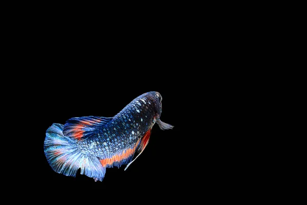 Isolated colorful fighting fish on black background — Stock Photo, Image