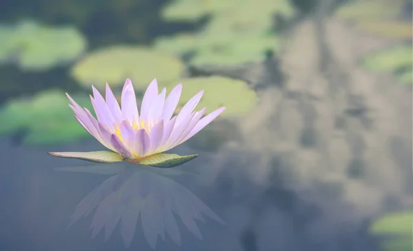 Çiçeği pembe lotus çiçeği ile su üzerinde arka plan bulanıklık