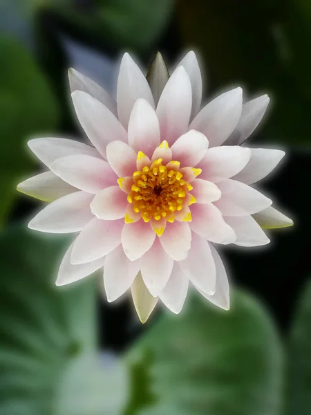 Fleur lotus rose clair avec fond bleu — Photo
