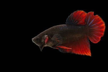 Siyah arka plan üzerine izole renkli Siyam Balığı