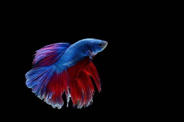 Fighting fish on black background — Stock Photo, Image