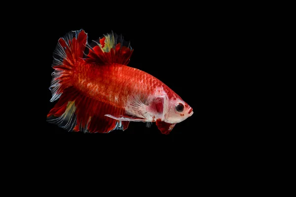 Isolated colorful fighting fish on black background — Stock Photo, Image