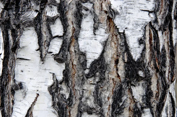 バーチ樹皮背景 — ストック写真